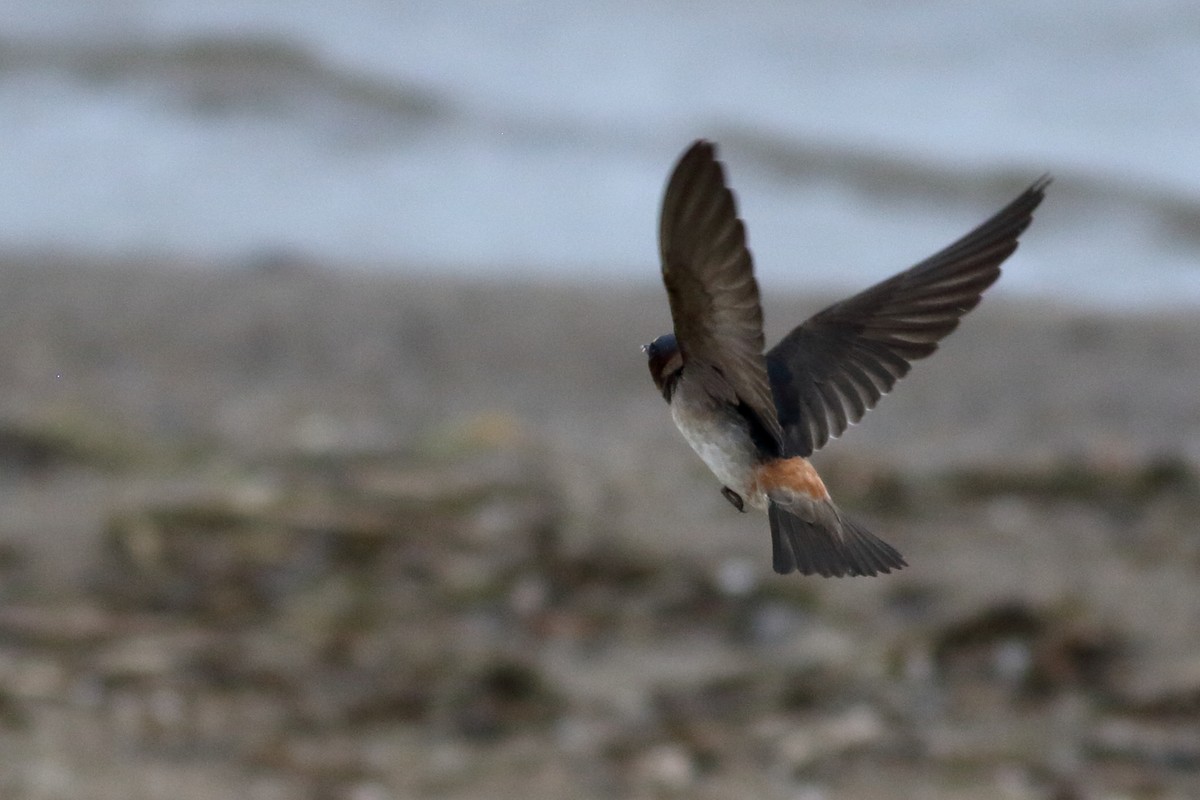 Cliff Swallow - ML620789200