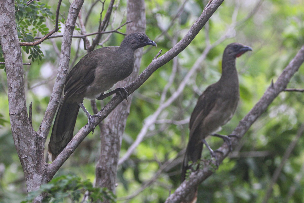 Plain Chachalaca - ML620789202