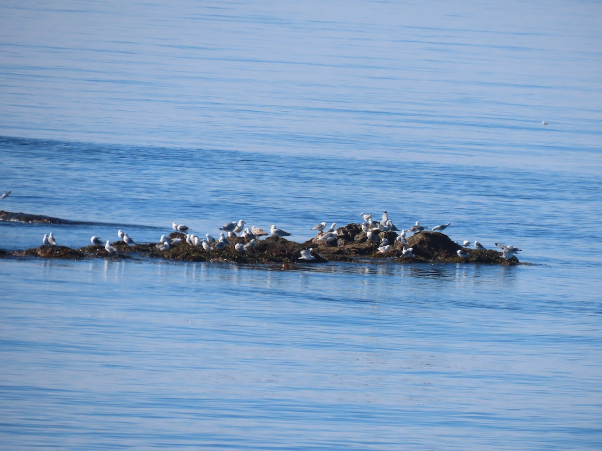 Mouette tridactyle - ML620789205