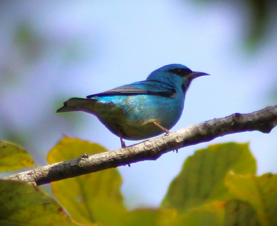 Blue Dacnis - Pedro Behne