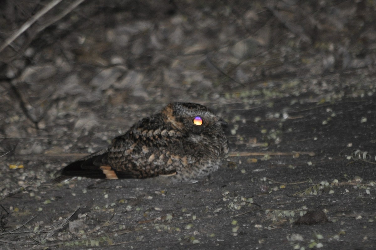 Band-winged Nightjar - ML620789208