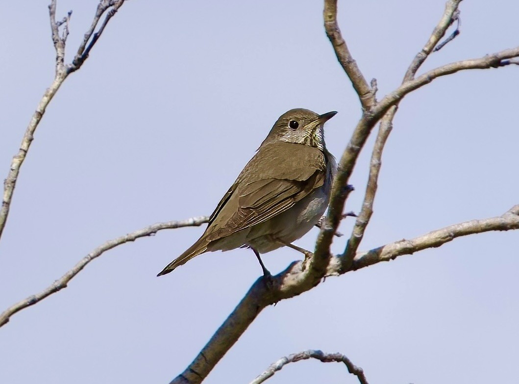 Gray-cheeked Thrush - ML620789210