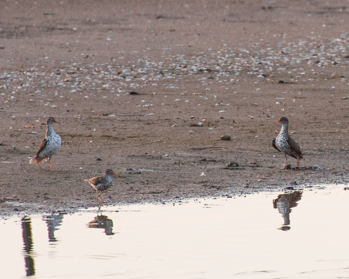 Spotted Sandpiper - ML620789222