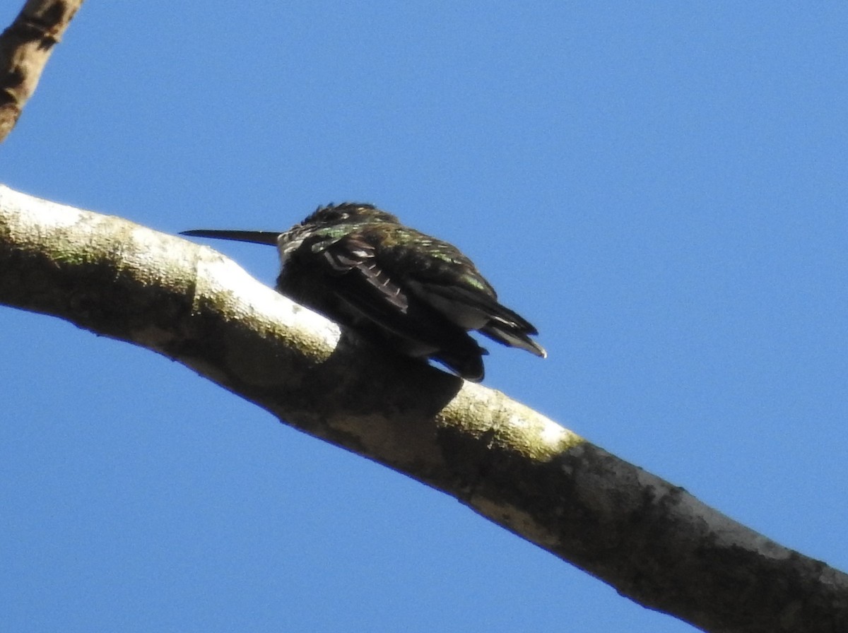 White-throated Hummingbird - ML620789223