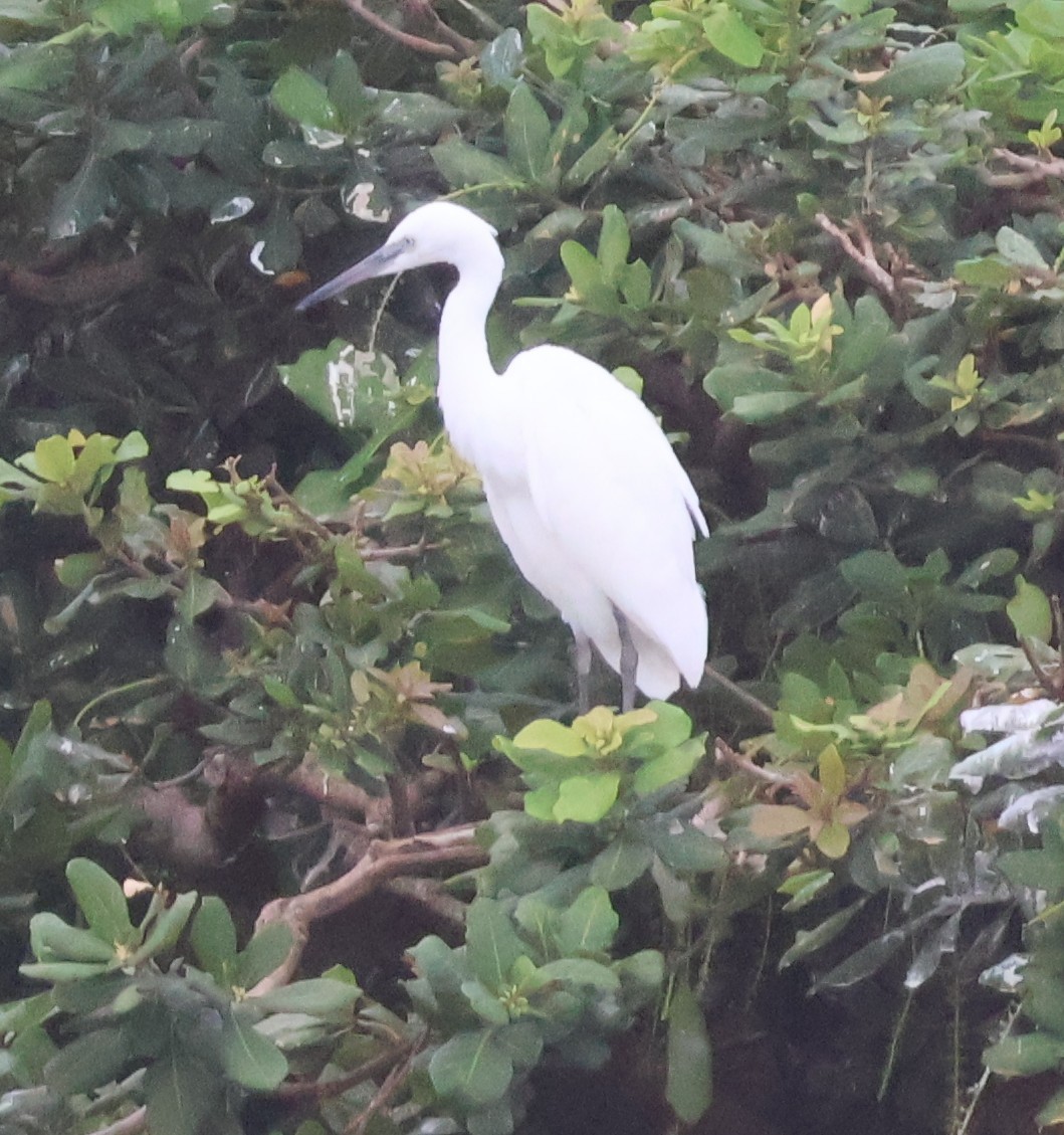 Little Egret - ML620789225