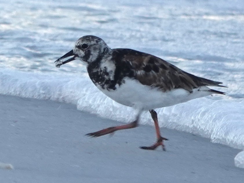 Ruddy Turnstone - ML620789226