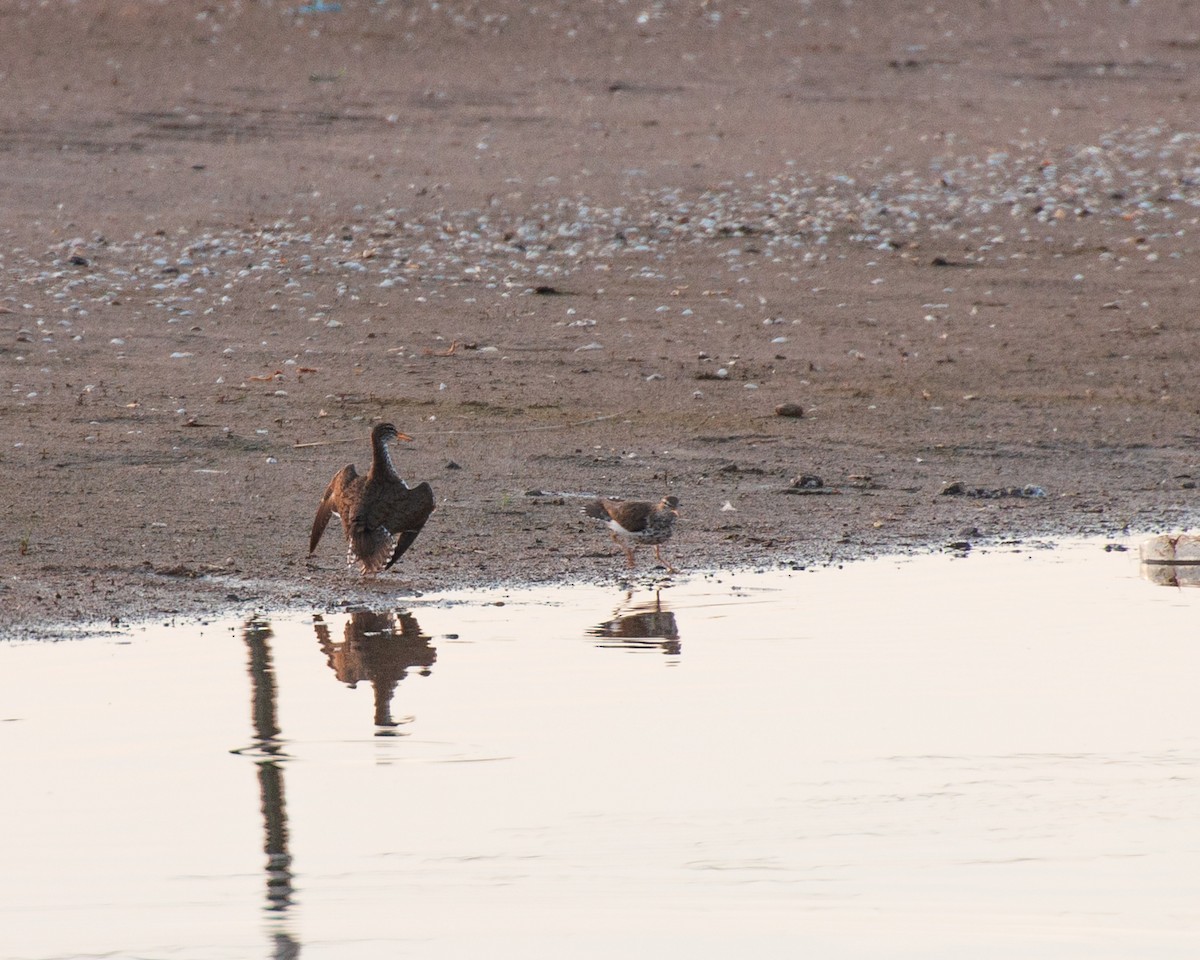 Spotted Sandpiper - ML620789228