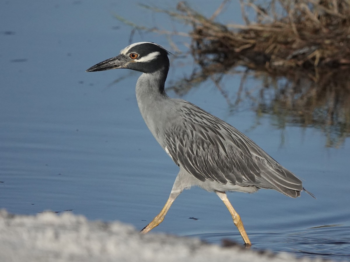 Yellow-crowned Night Heron - ML620789233