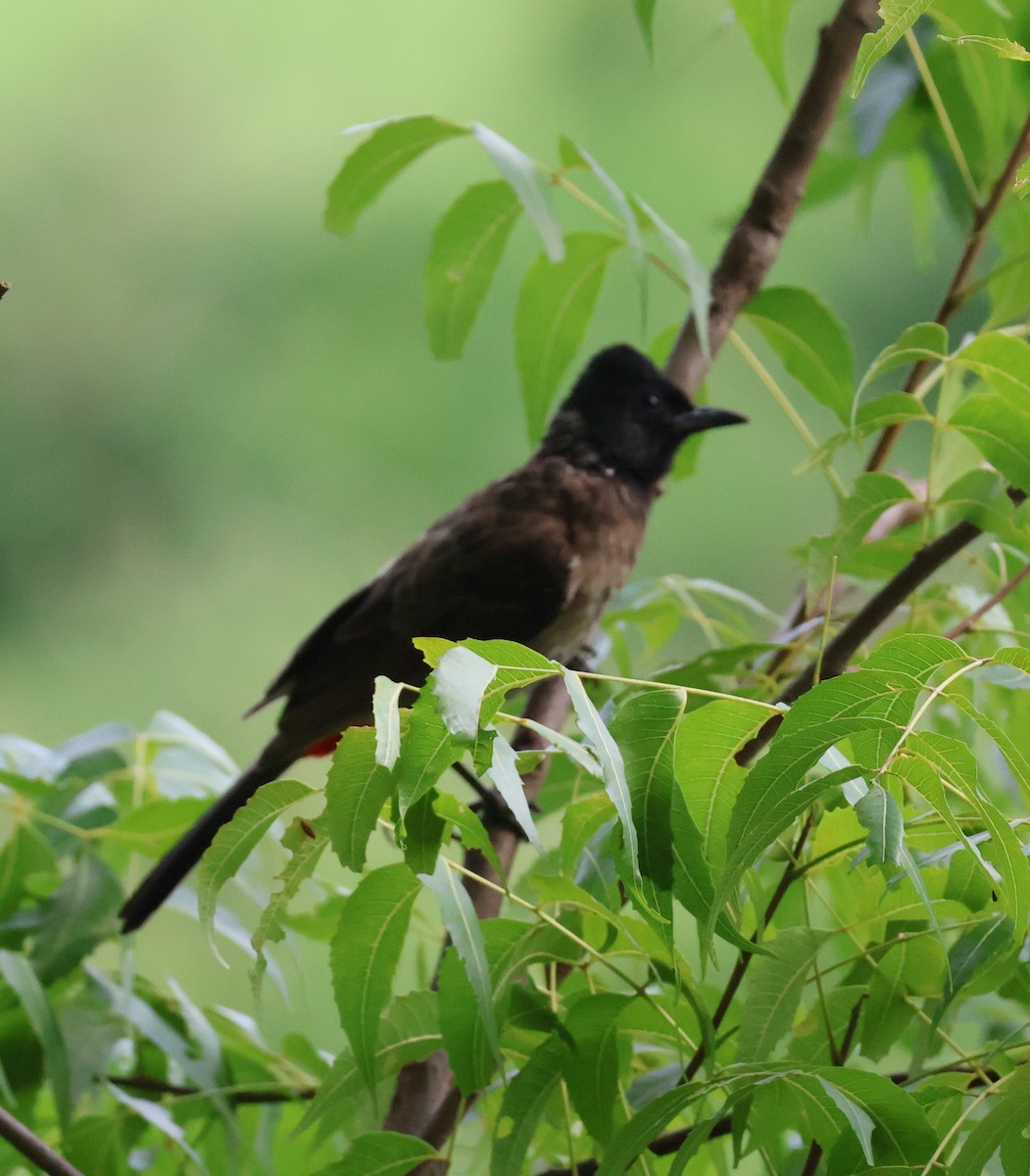 Red-vented Bulbul - ML620789234