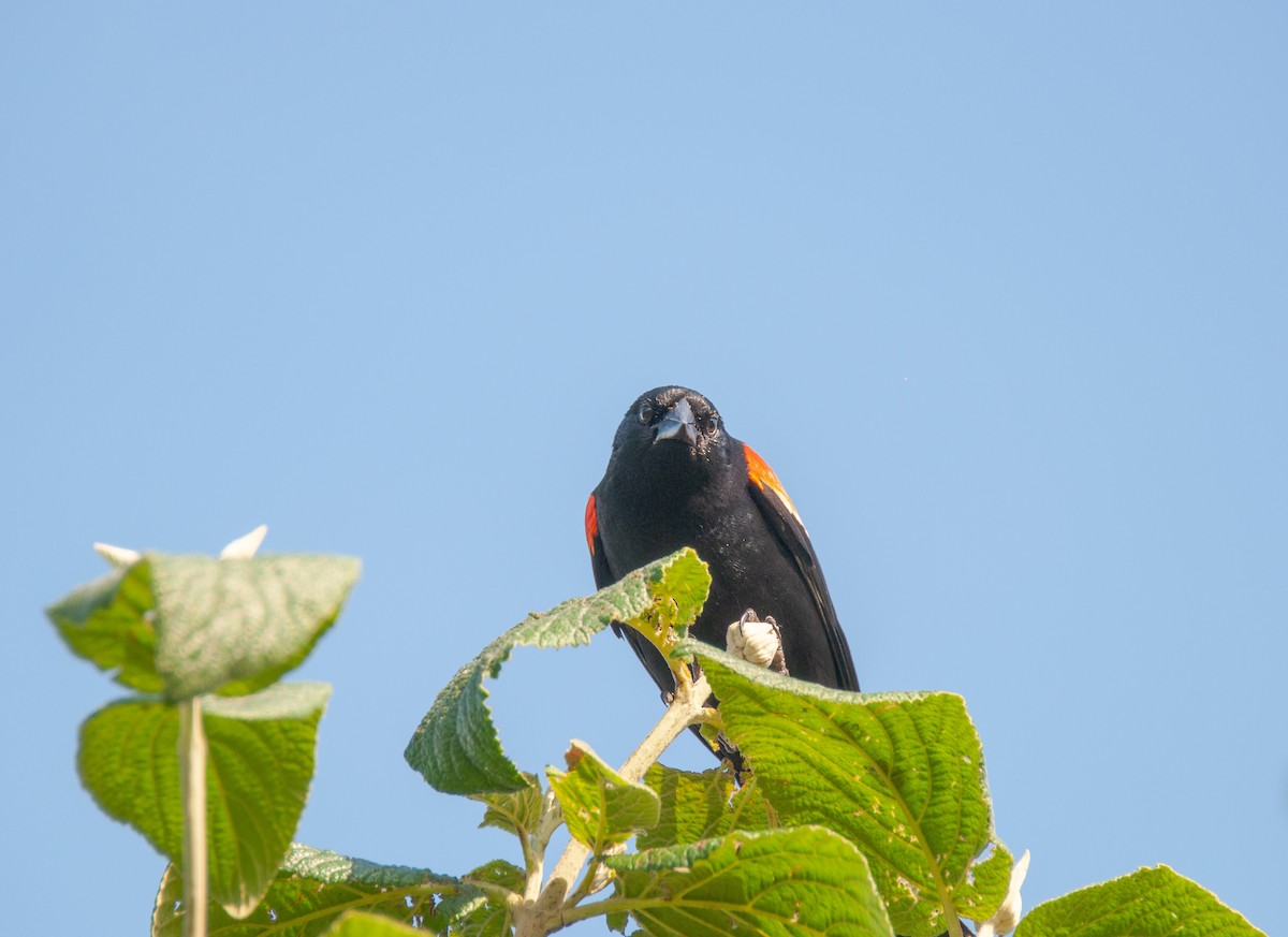 Red-winged Blackbird - ML620789236