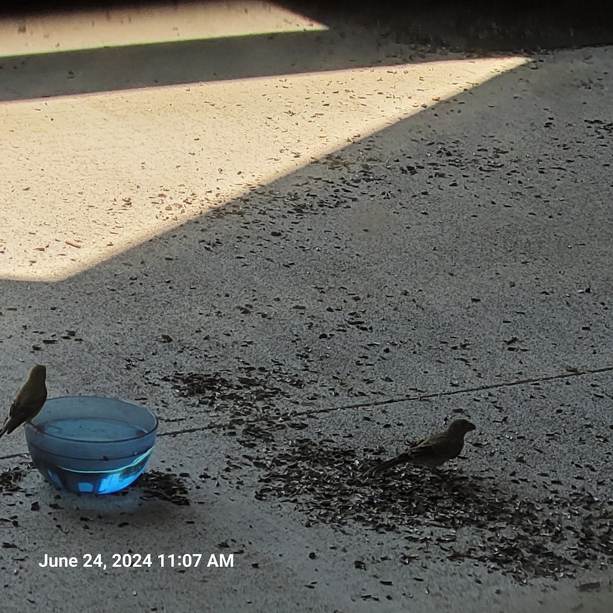 House Finch - Anonymous