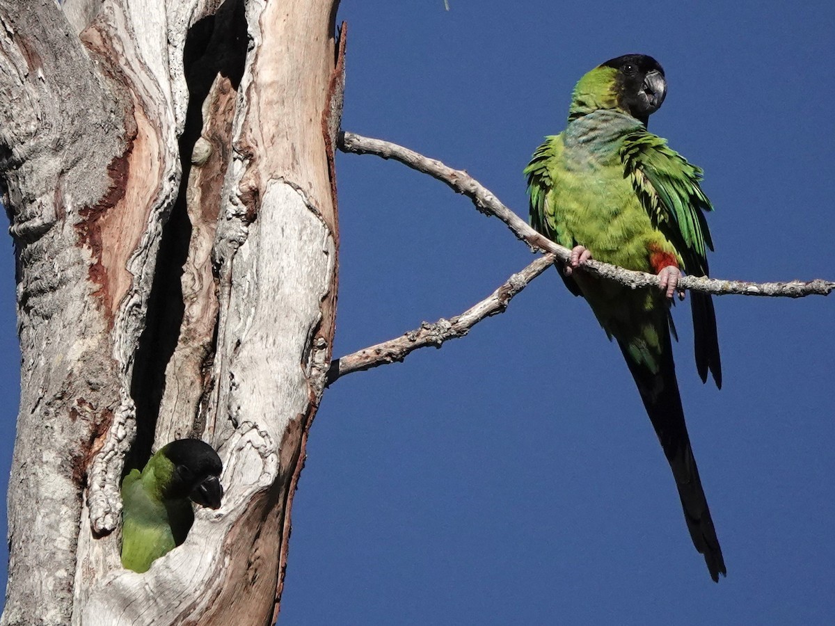 Nanday Parakeet - ML620789245