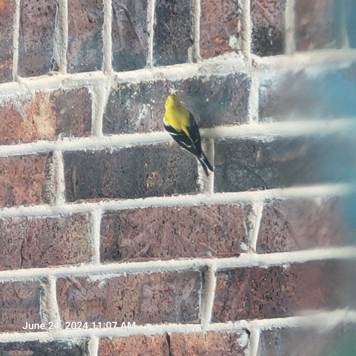 American Goldfinch - ML620789253