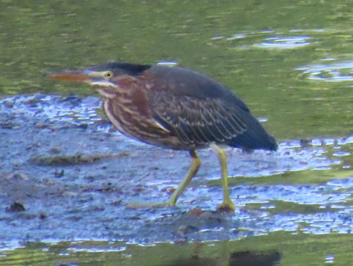 Green Heron - ML620789259