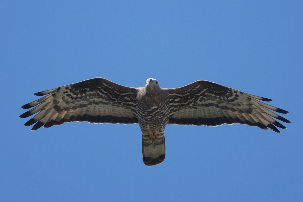 European Honey-buzzard - ML620789260