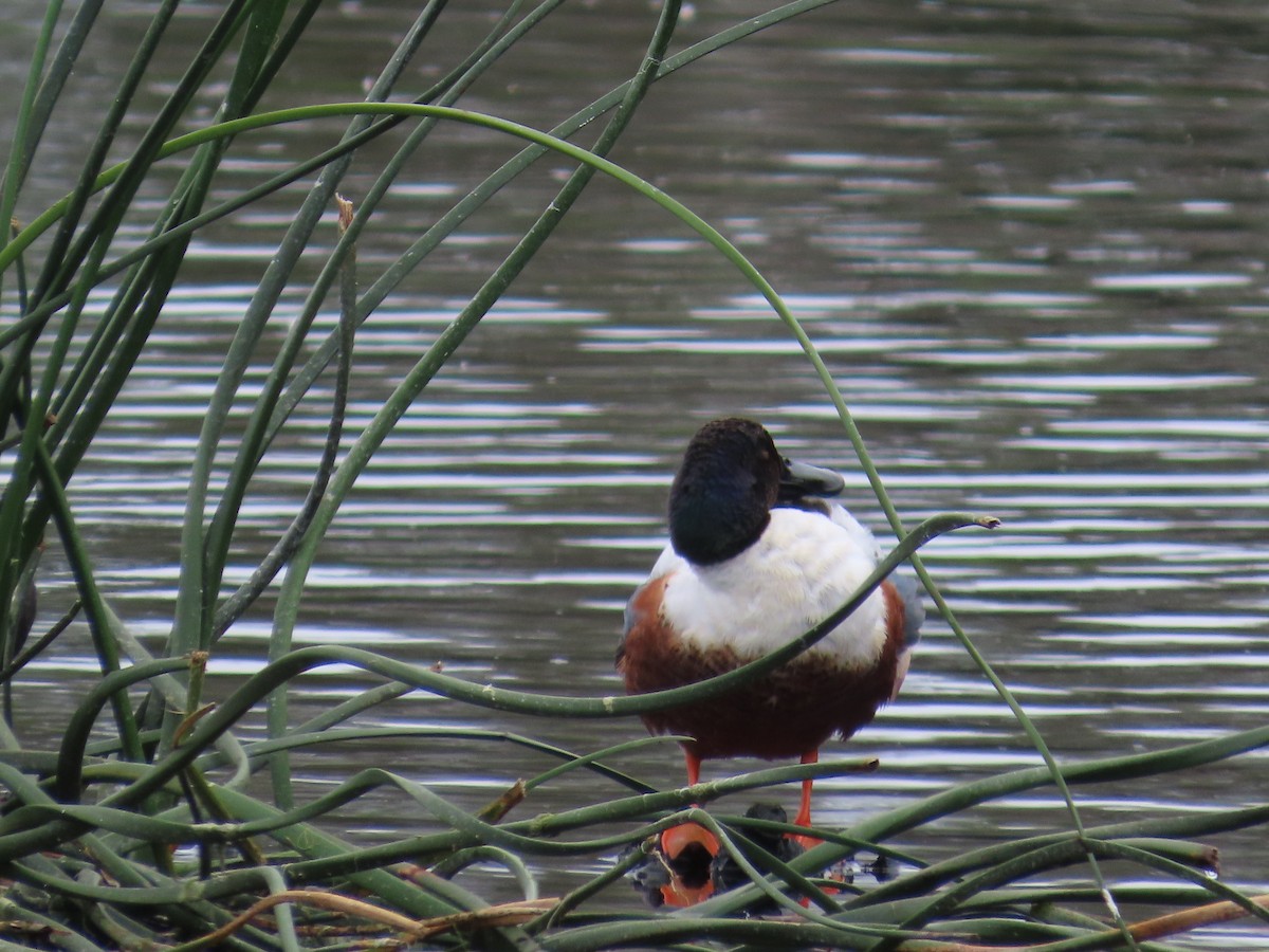 Northern Shoveler - ML620789265