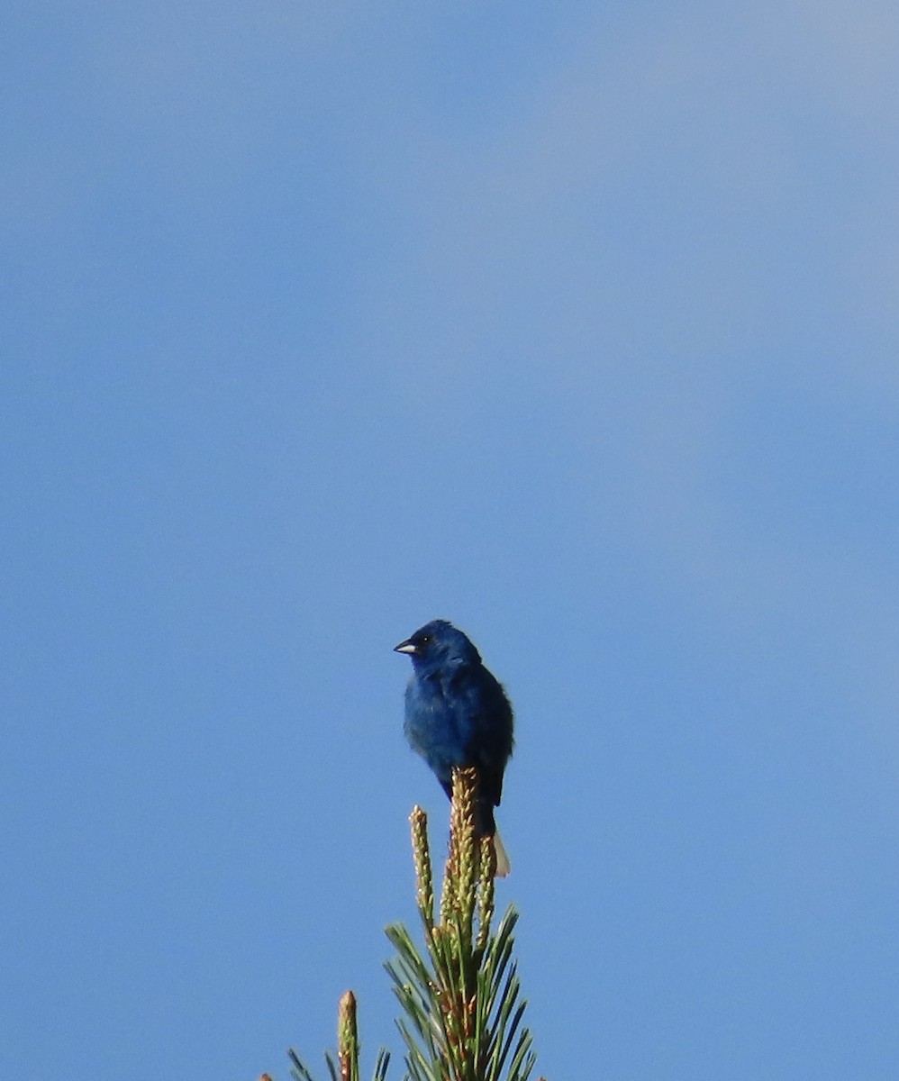 Indigo Bunting - ML620789266