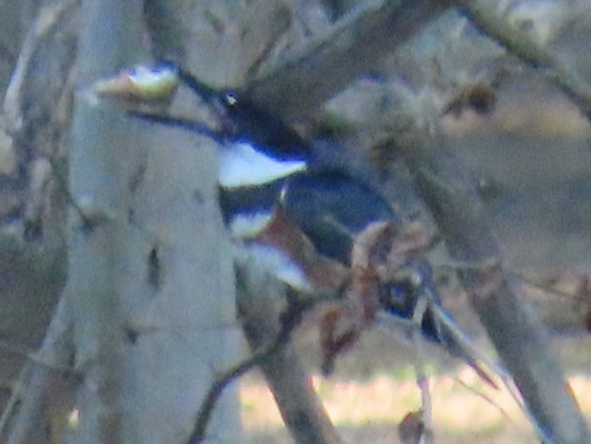 Belted Kingfisher - ML620789267