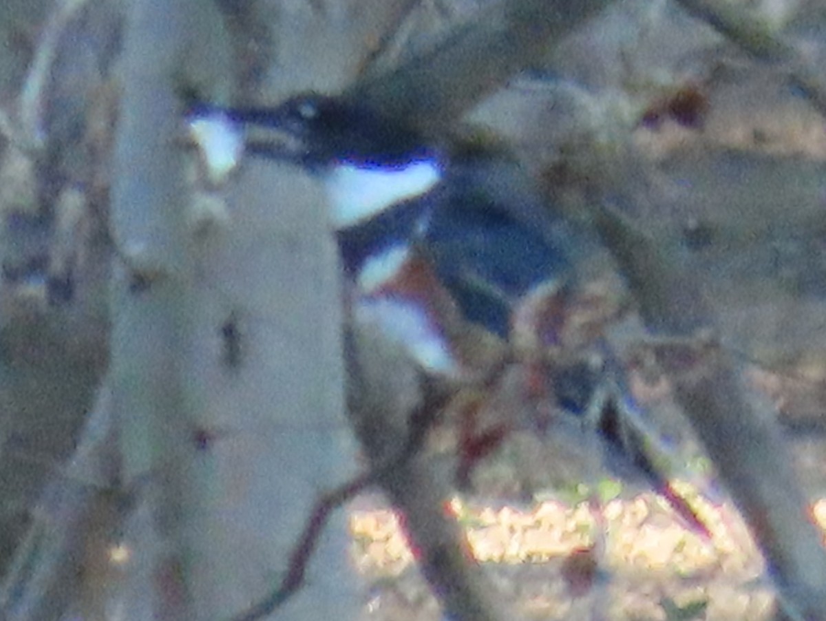 Belted Kingfisher - Brian Walker