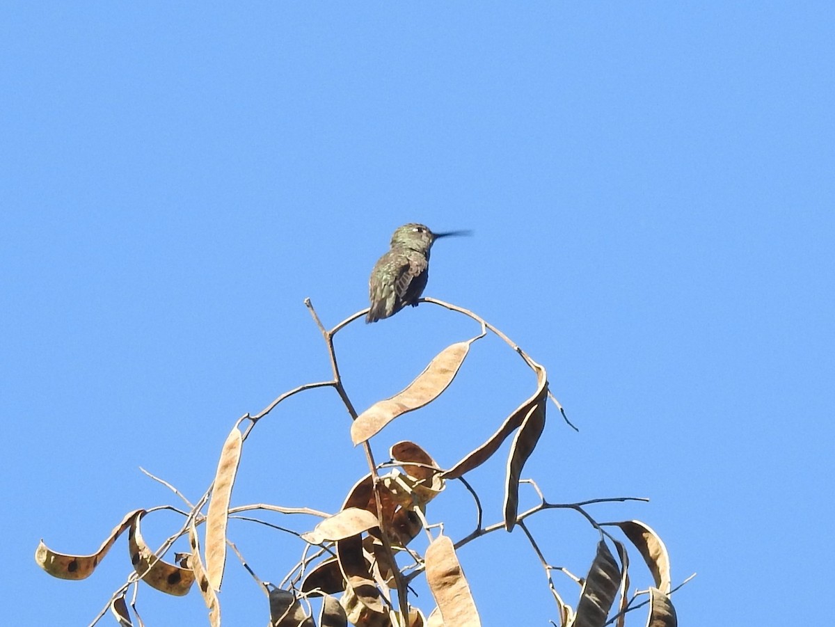 Sombre Hummingbird - Andre Cutolo