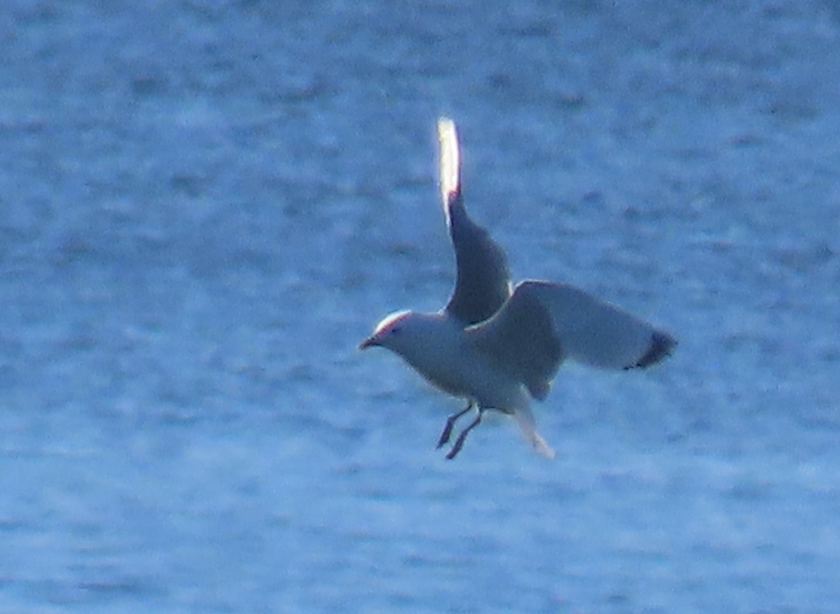 Mouette tridactyle - ML620789271