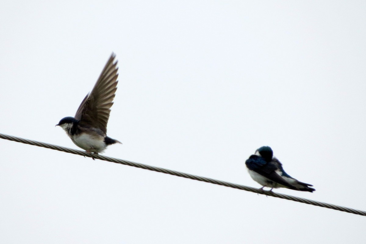 Golondrina Bicolor - ML620789272