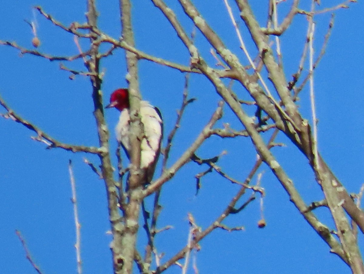 Red-headed Woodpecker - ML620789273