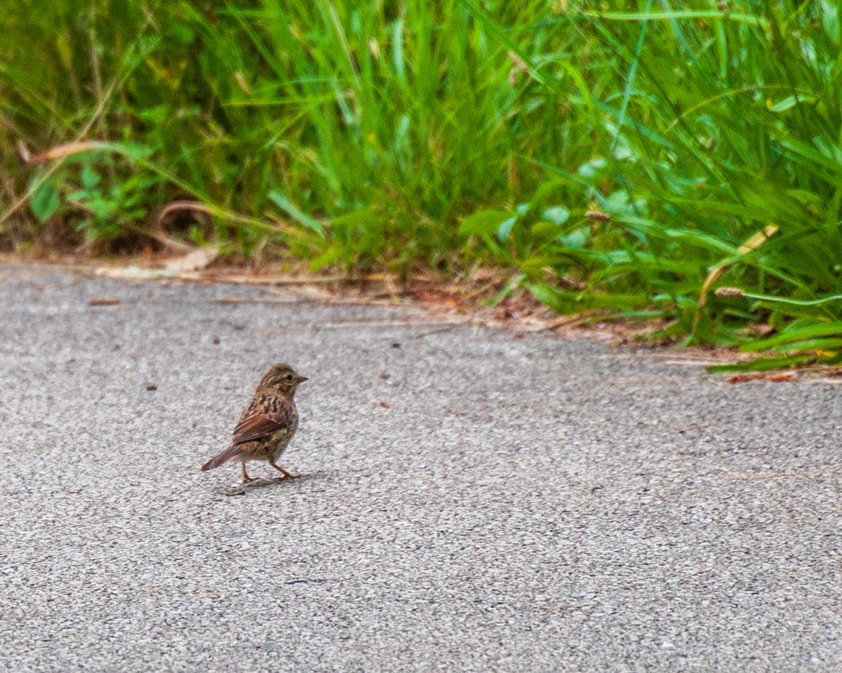 Song Sparrow - ML620789275