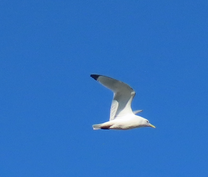 Black-legged Kittiwake - ML620789276