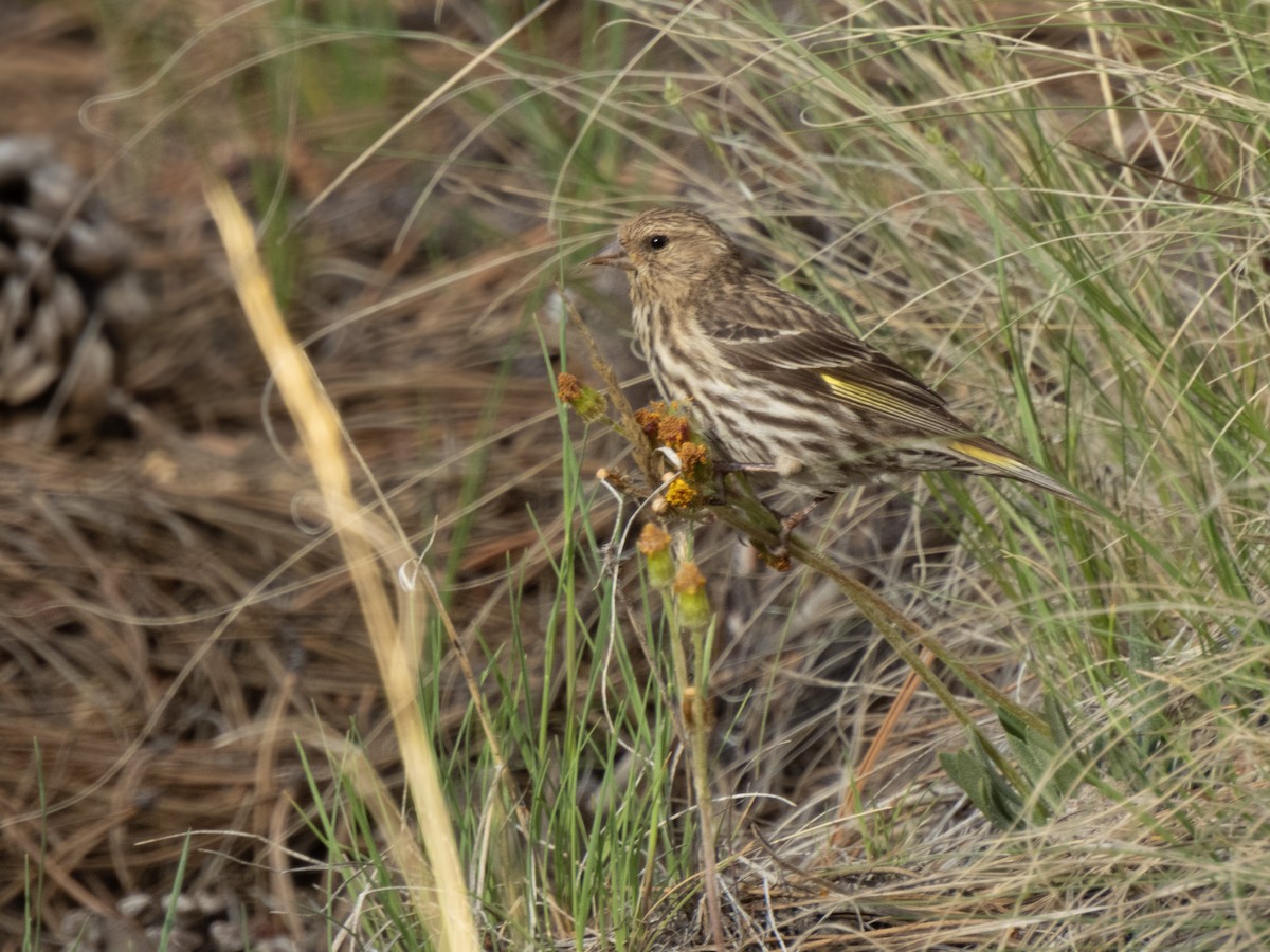 Pine Siskin - ML620789285