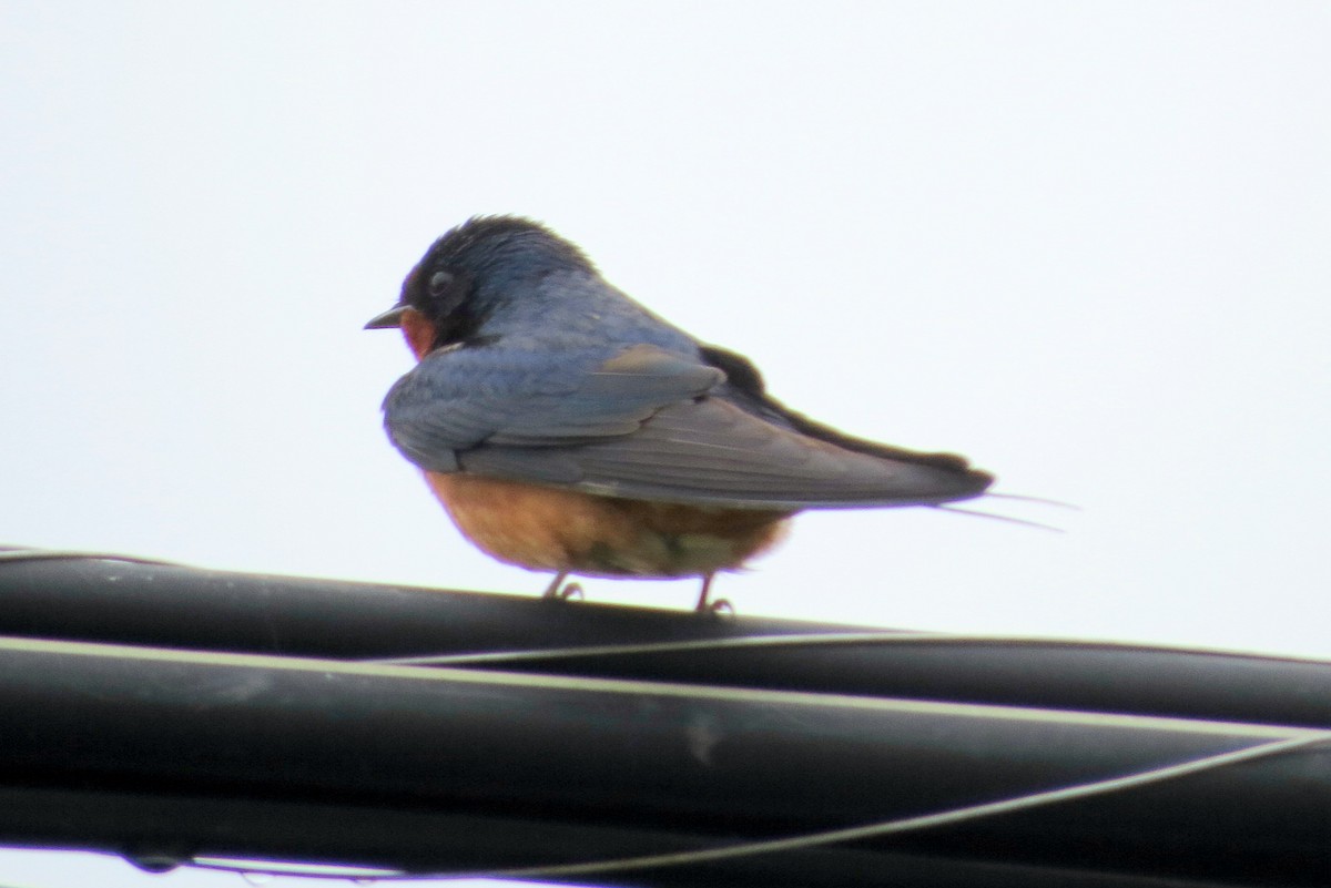 Barn Swallow - ML620789286