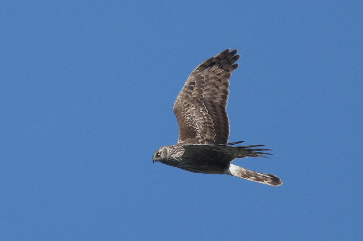 Hen Harrier - ML620789290