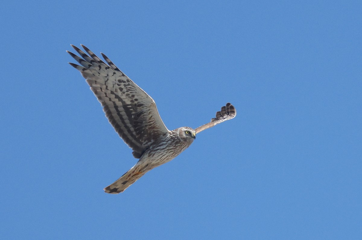 Hen Harrier - ML620789291