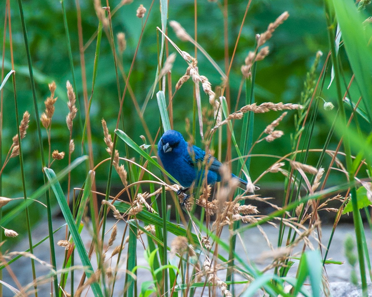 Indigo Bunting - ML620789292