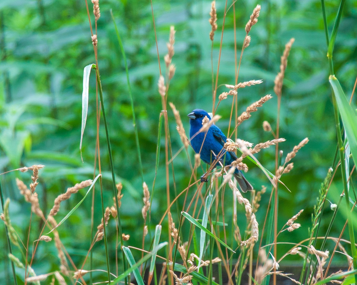 Indigo Bunting - ML620789293