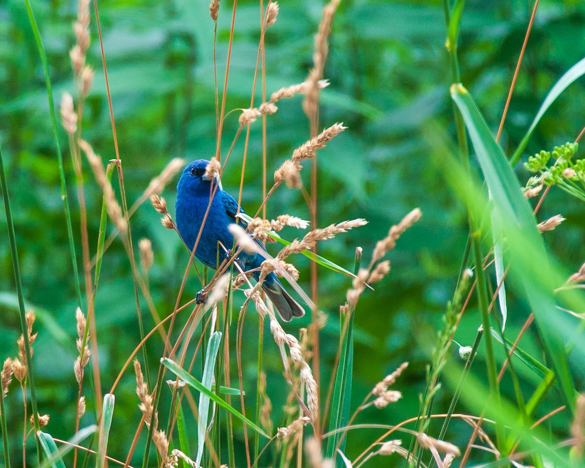 Passerin indigo - ML620789294