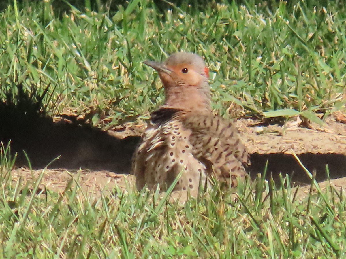 Northern Flicker - ML620789295