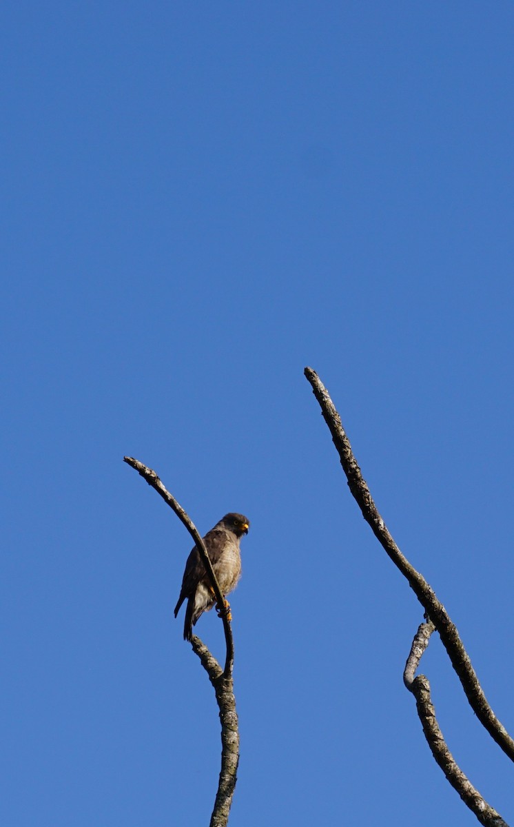 Roadside Hawk - Diógenes Patiño Castaño