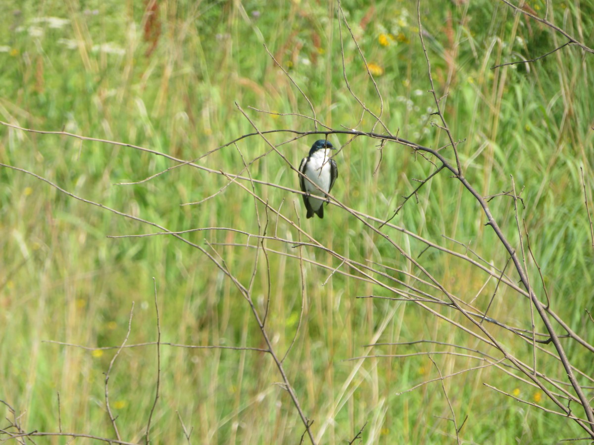 Tree Swallow - ML620789302