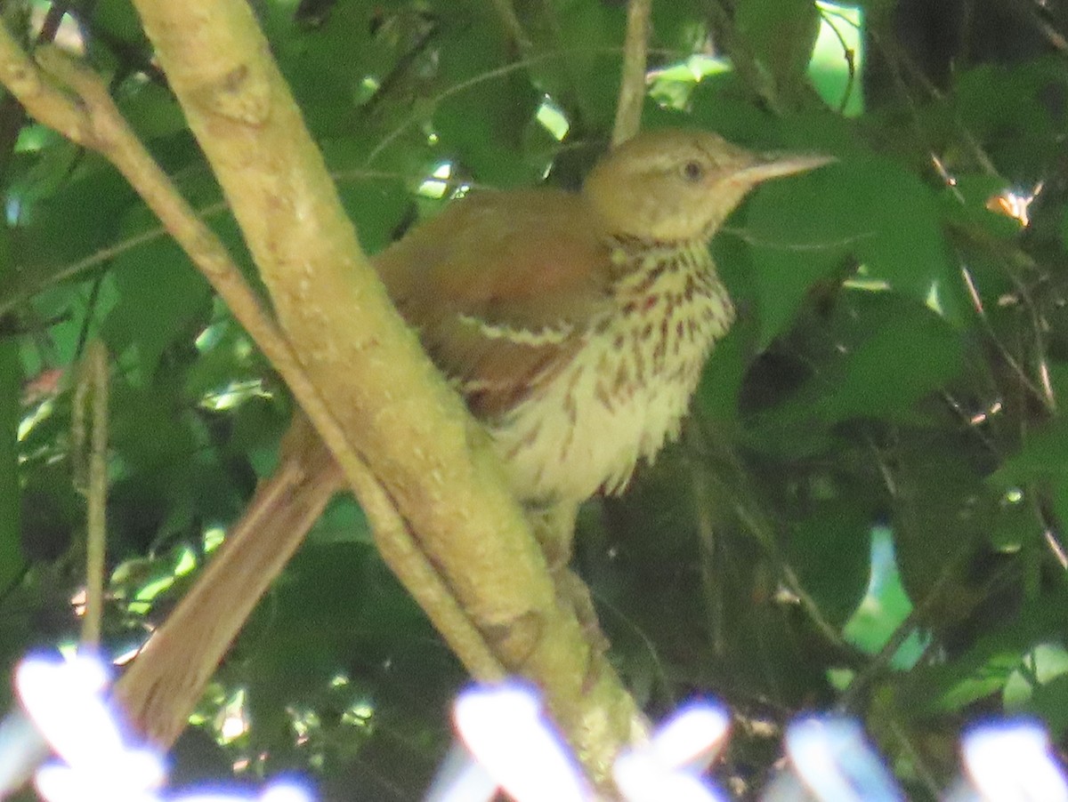 Brown Thrasher - Brian Walker