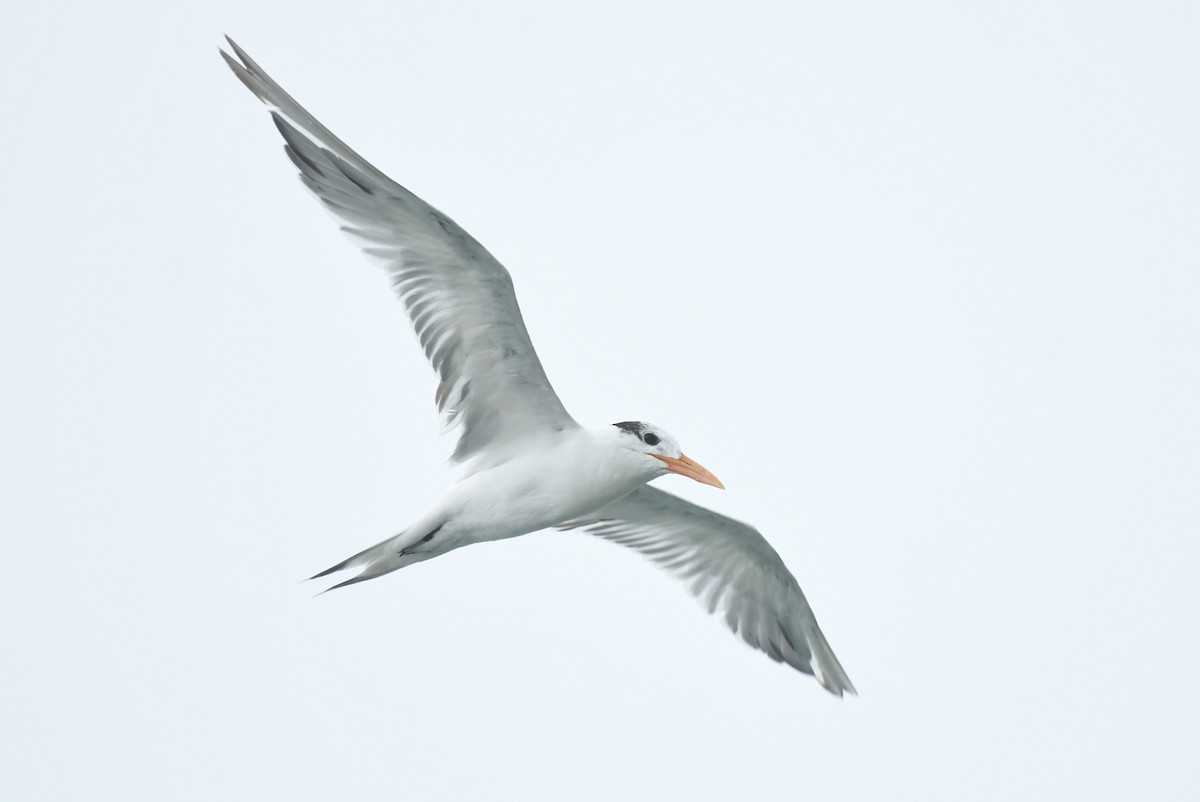 Royal Tern - Wendy N