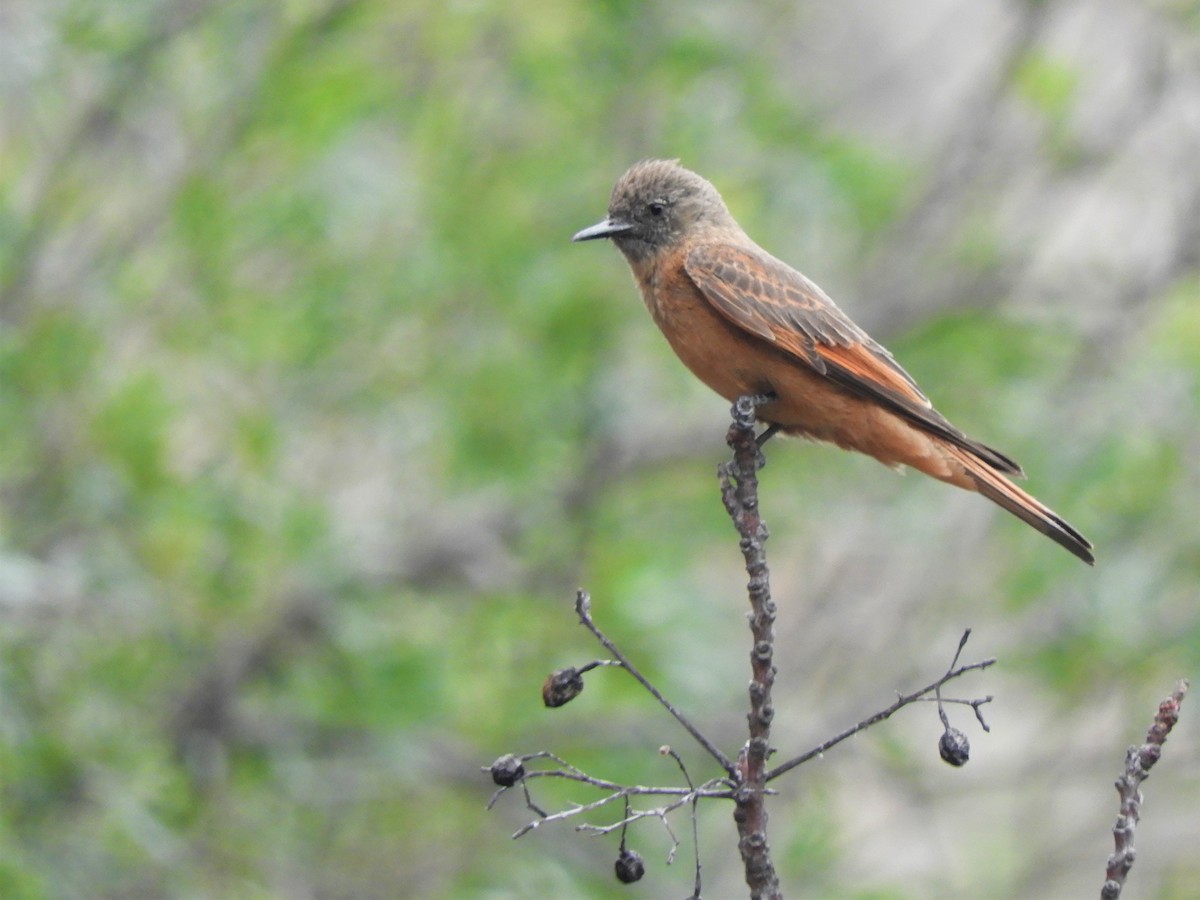 Cliff Flycatcher - ML620789319