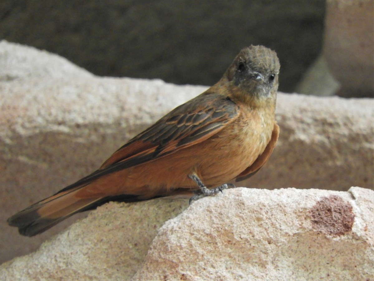 Cliff Flycatcher - ML620789320