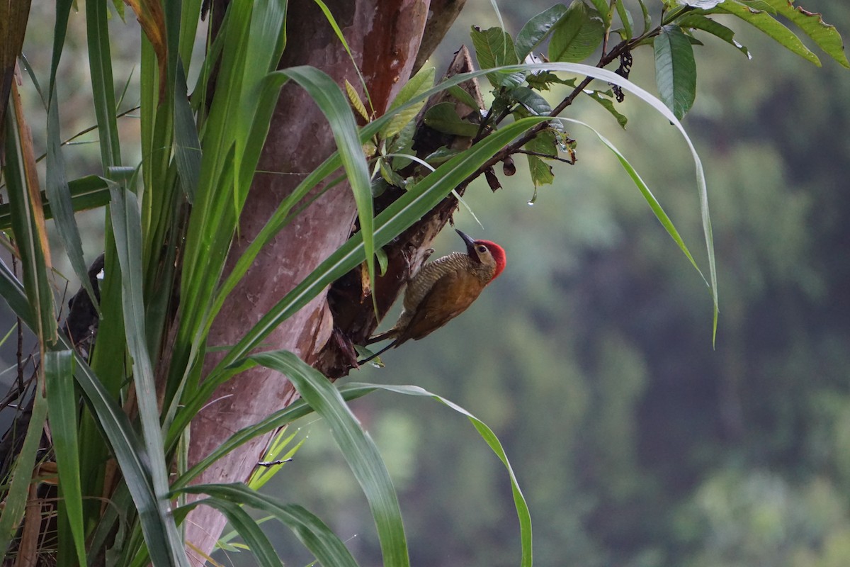 Golden-olive Woodpecker - ML620789325