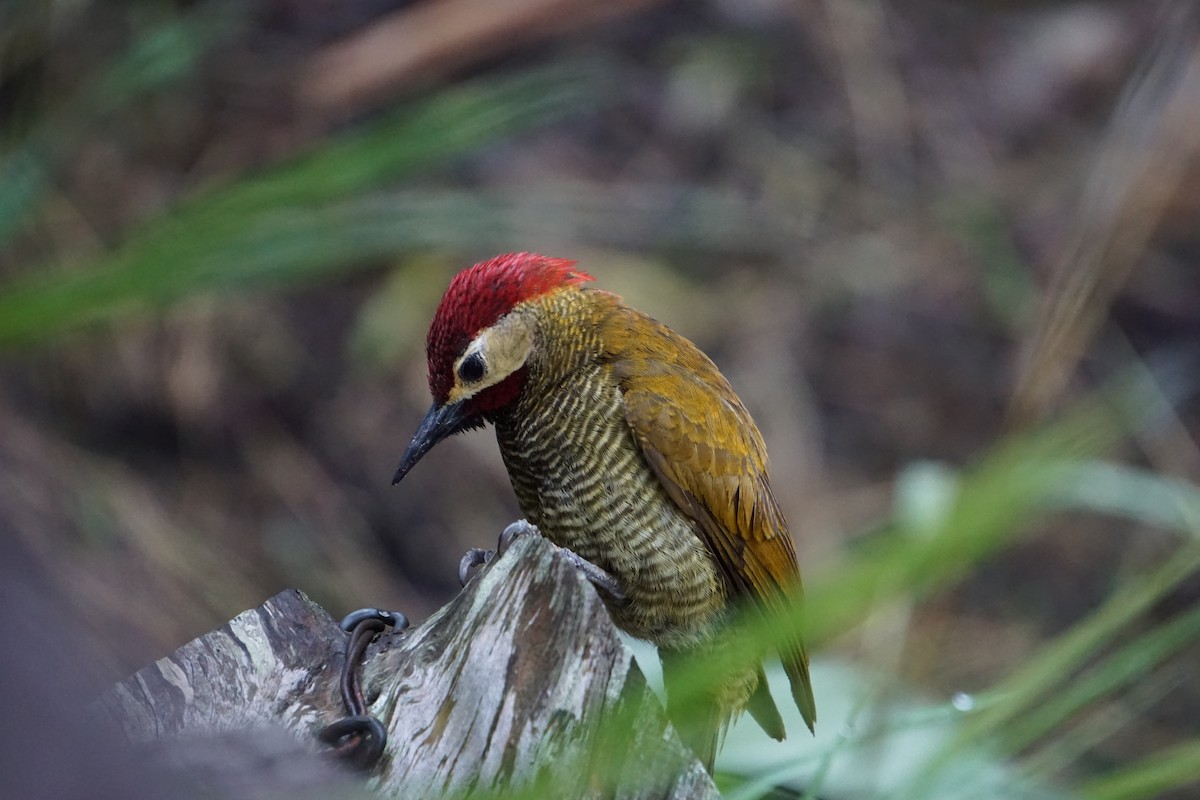 Golden-olive Woodpecker - ML620789327