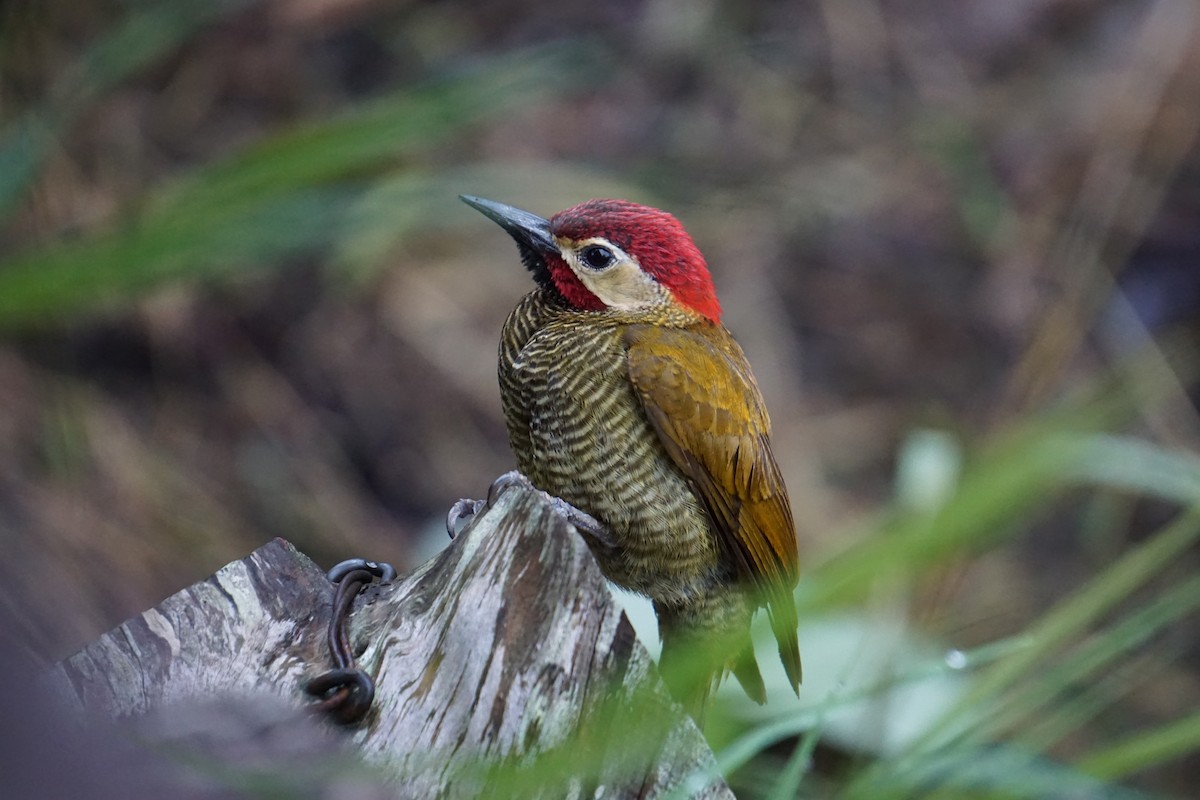 Golden-olive Woodpecker - ML620789328