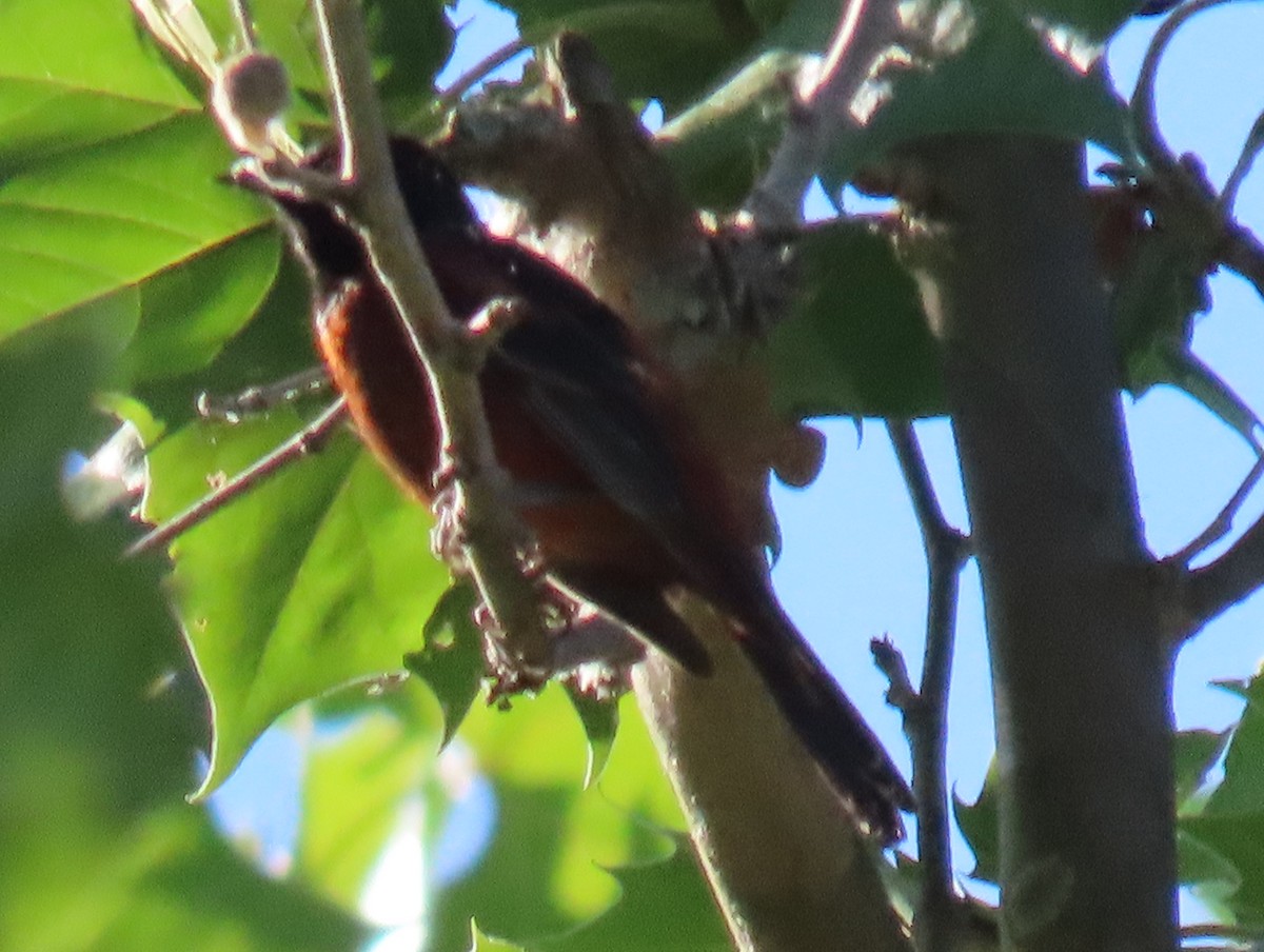 Orchard Oriole - Brian Walker