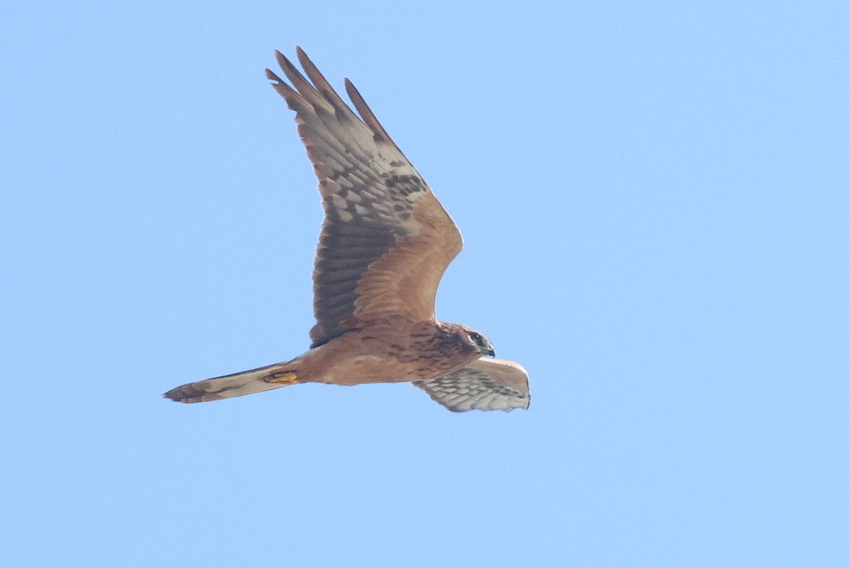 Montagu's Harrier - ML620789333