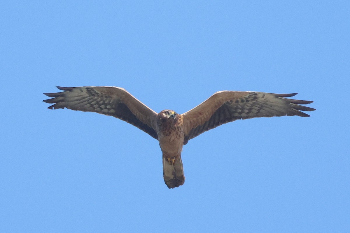 Montagu's Harrier - ML620789337