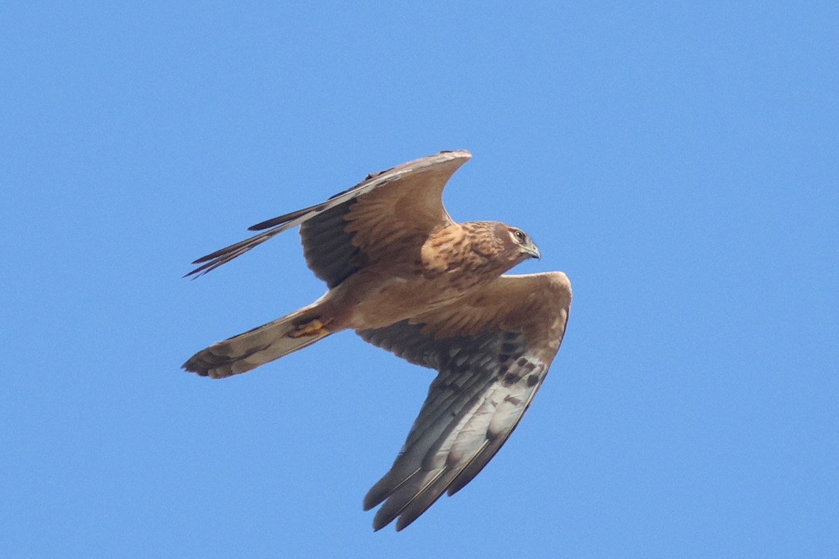 Montagu's Harrier - ML620789338